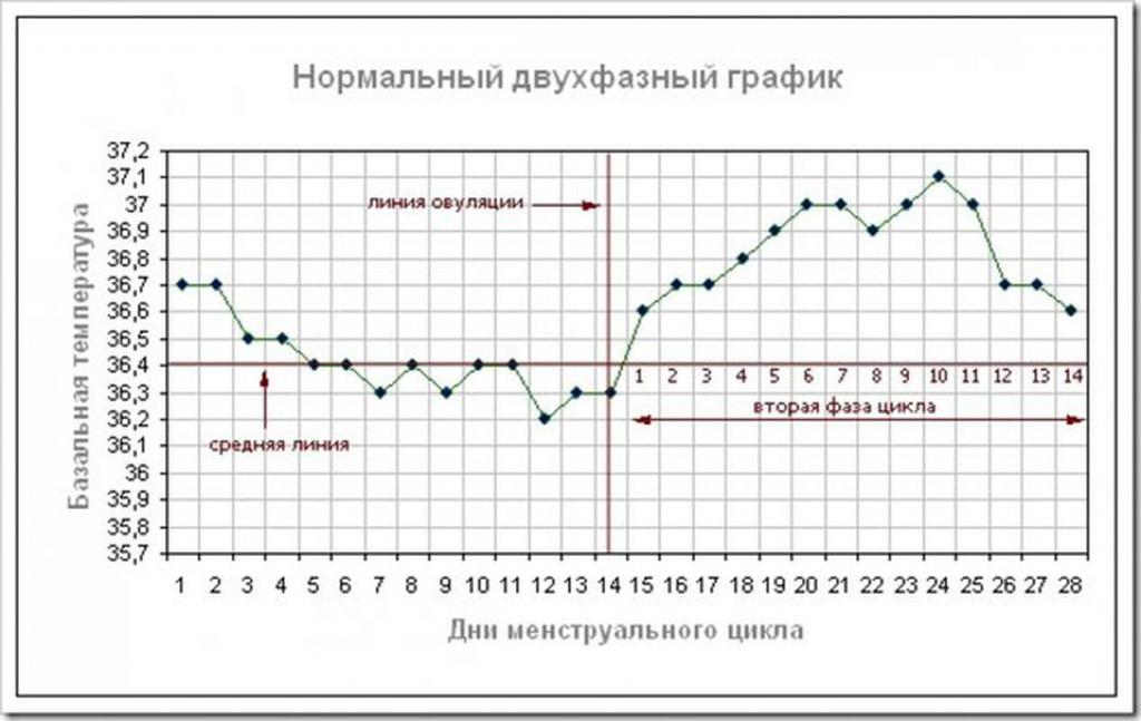 график базальной температуры