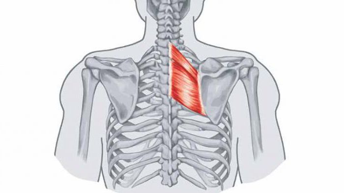ромбовидная мышца