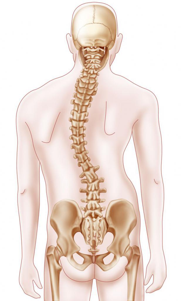Искривление позвоночника