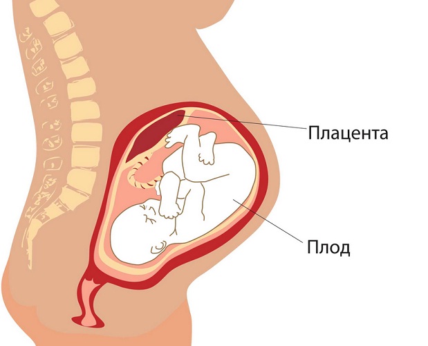 функции плаценты