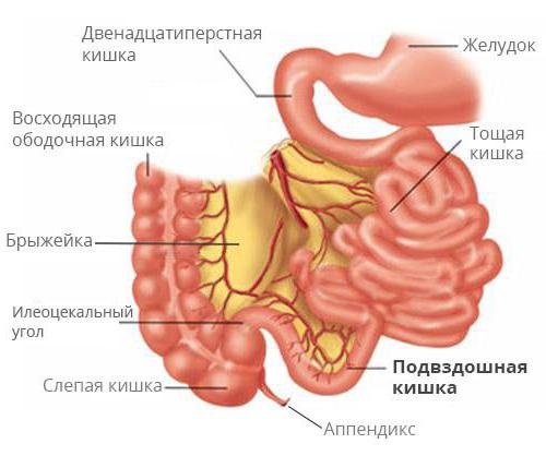 илеоцекальный угол толстой кишки 