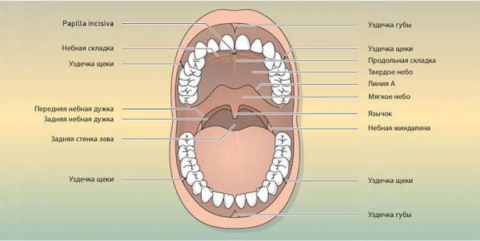 дно полости рта анатомия 