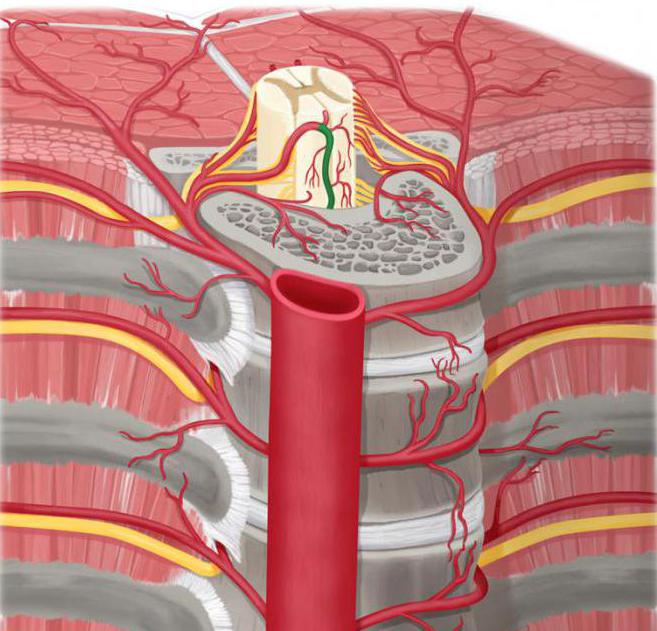 спинной мозг топография кровоснабжение инервация
