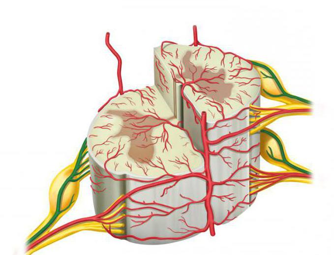 кровоснабжение оболочек спинного мозга