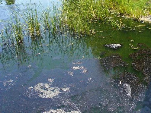 морской ослик водяная мокрица