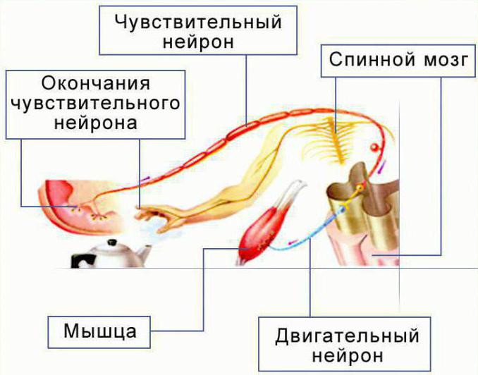 спинномозговой ганглий