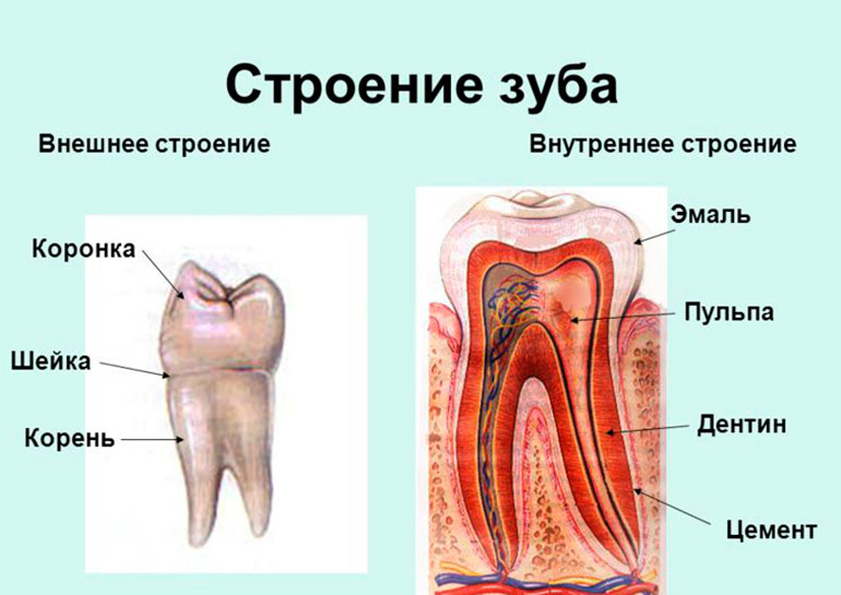 строение зуба 