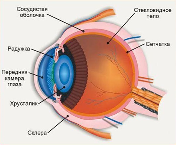 строение глаза