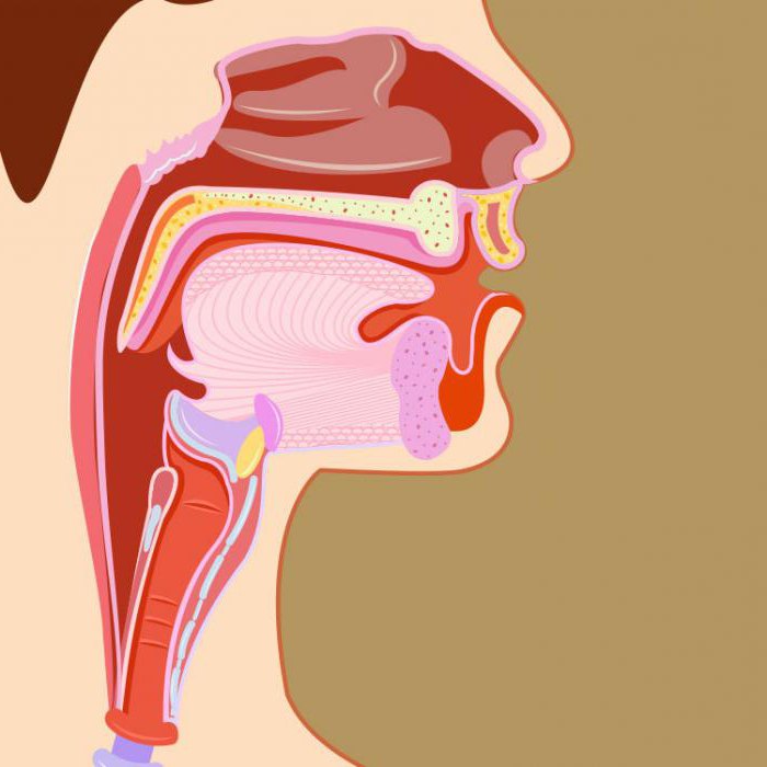 строение горла