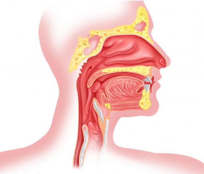 строение горла и гортани человека