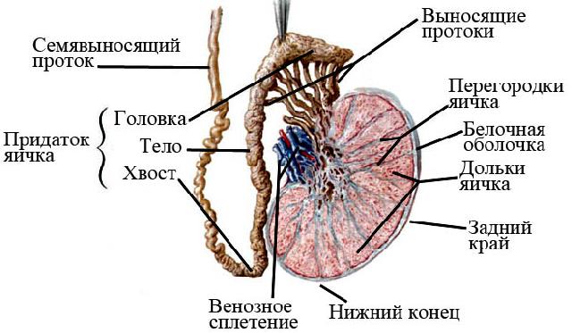 Причины рака яичек у мужчин