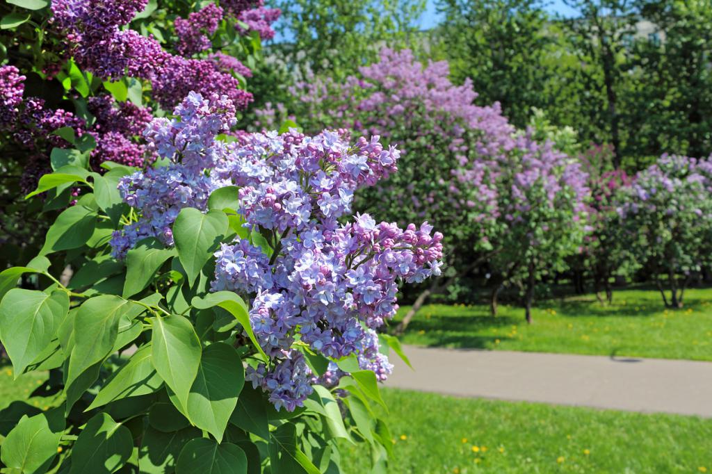 Садовый кустарник сирень