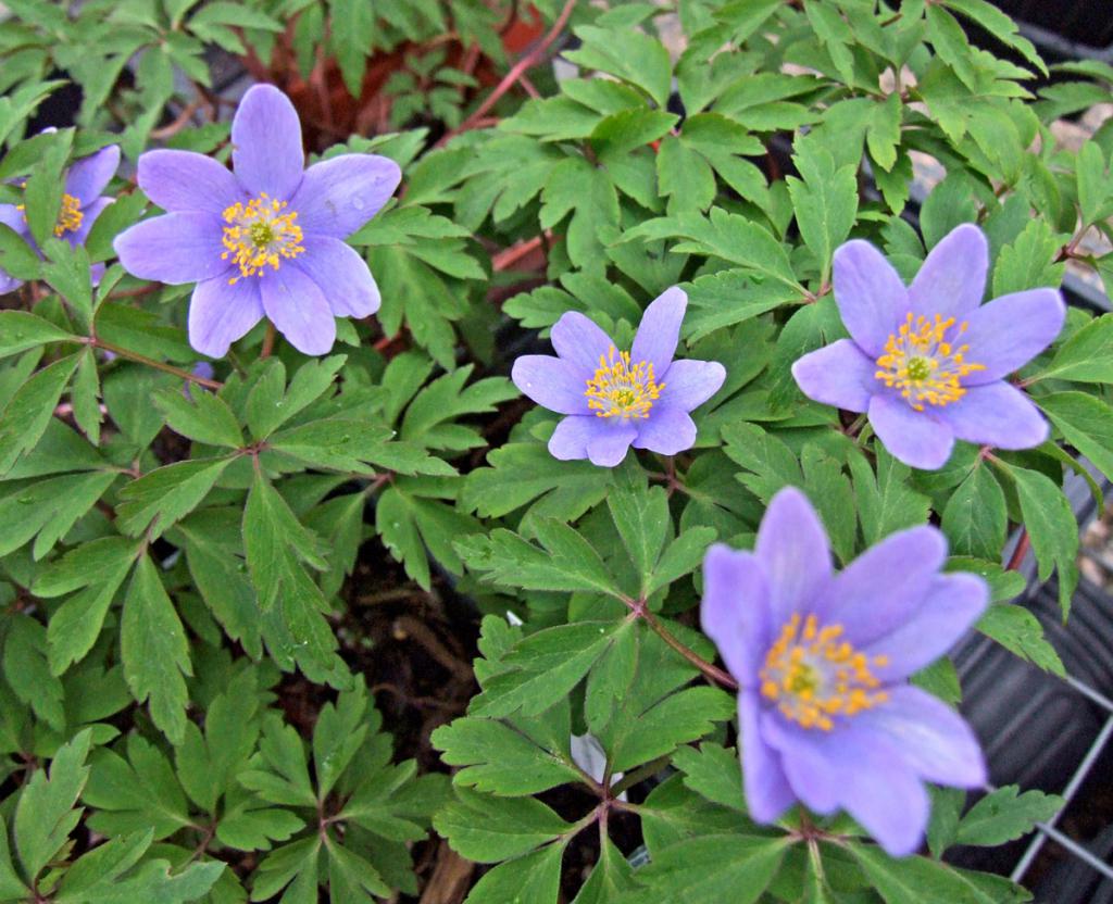 Ветреница дубравная Blue Bonnet