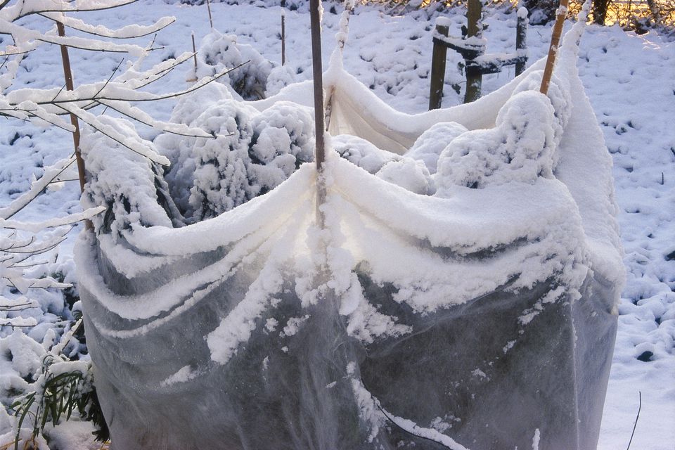 Укрытие роз на зиму