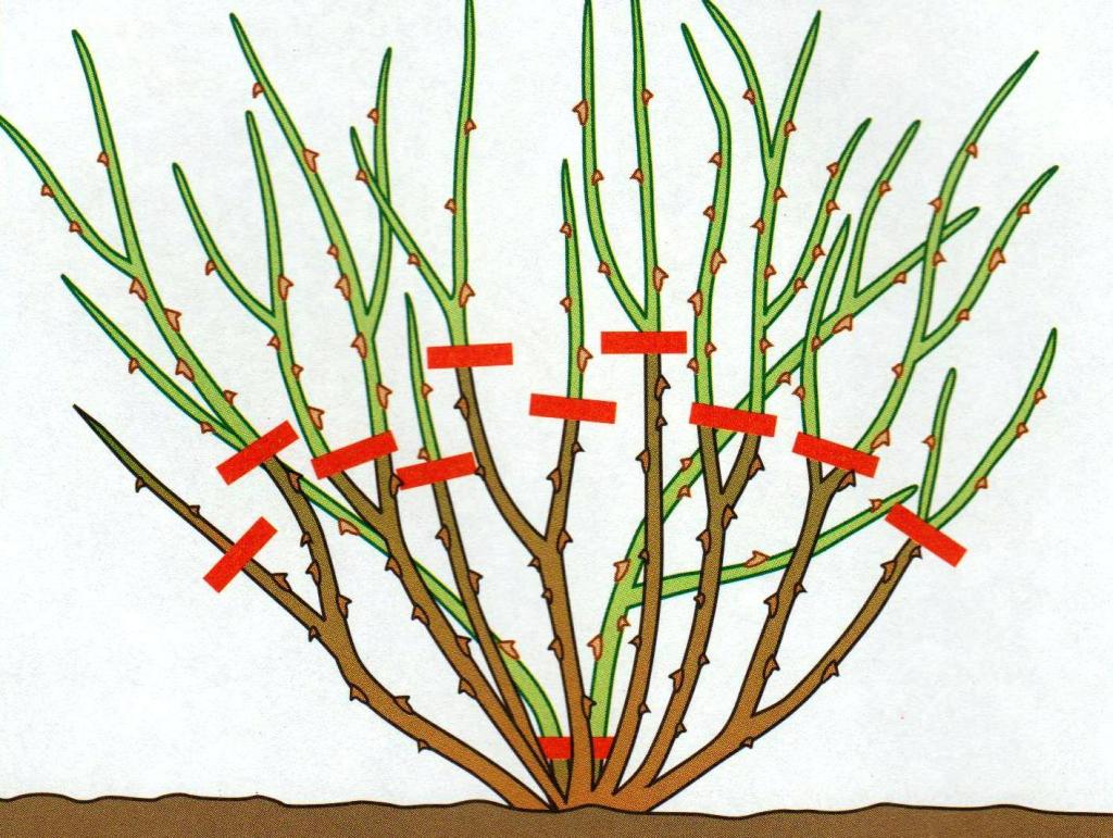 обрезка крыжовника