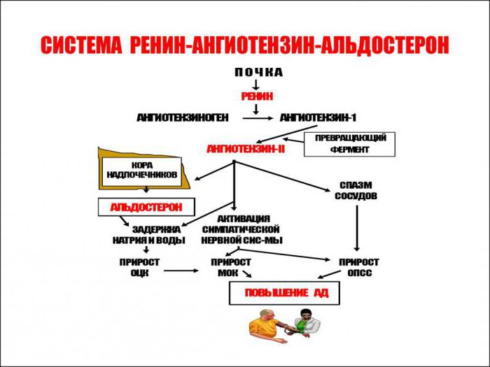 ангиотензин ренин альдостероновая система