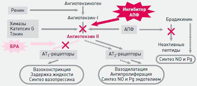 ренин агиотензин альдостероновая система и ее роль