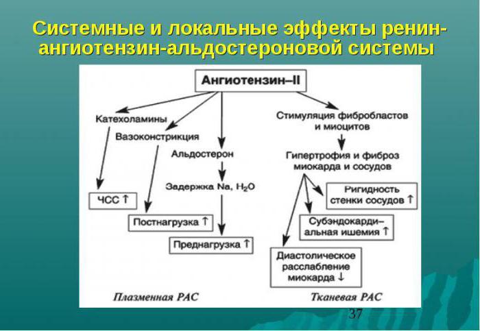 ренин агиотензин альдостероновая система физиология