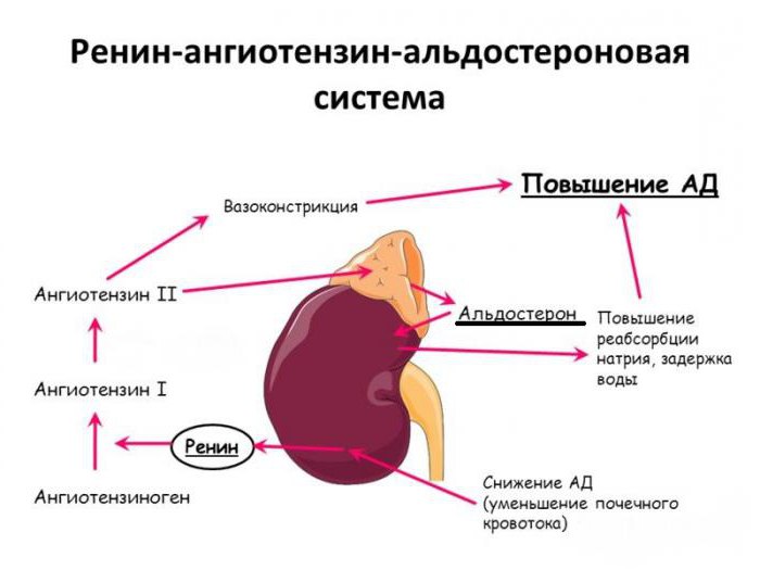 ренин агиотензин альдостероновая система схема