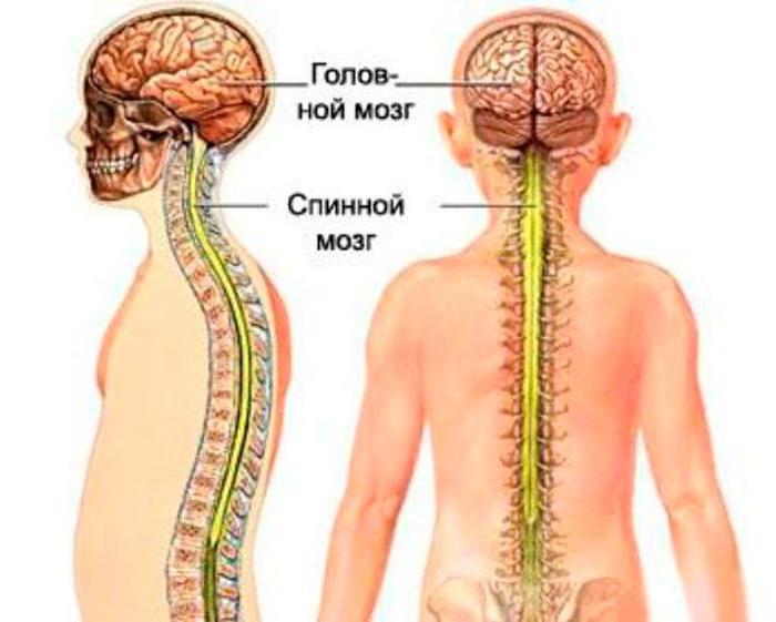 фиксированный спинной мозг