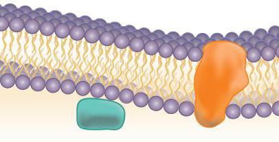 интегральные и периферические белки