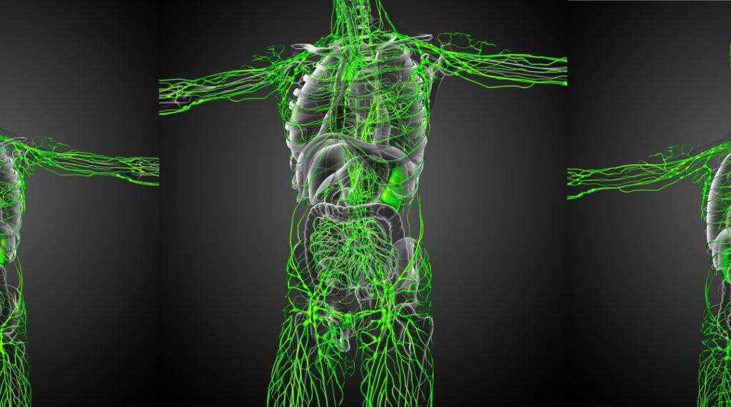 система лимфоузлов