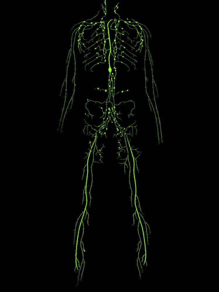 Лимфоток в организме человека