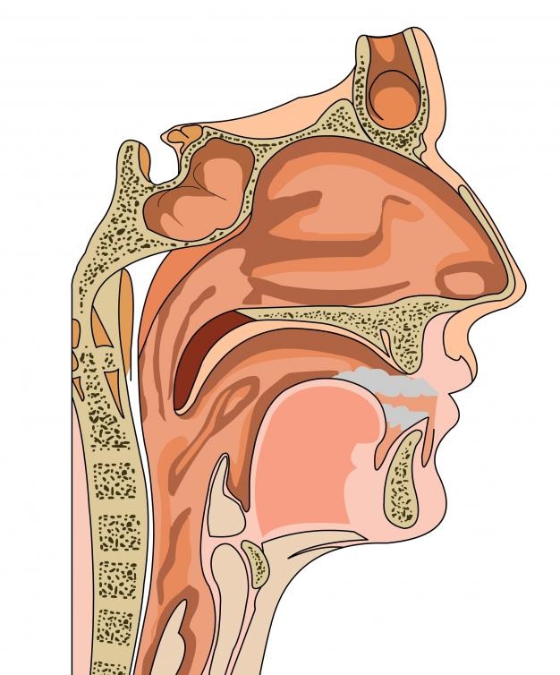 верхние дыхательные пути