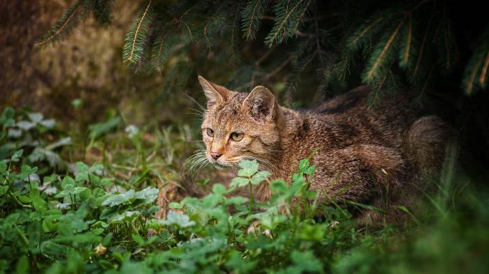 фонетический разбор слова кошка 