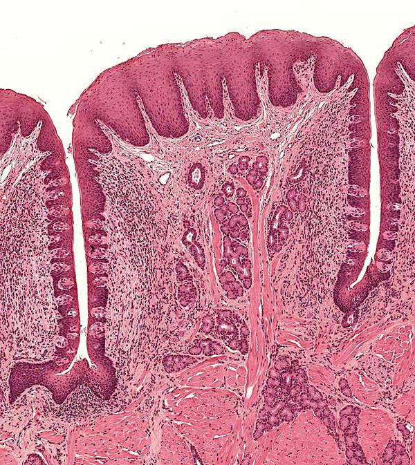 слизистая оболочка языка