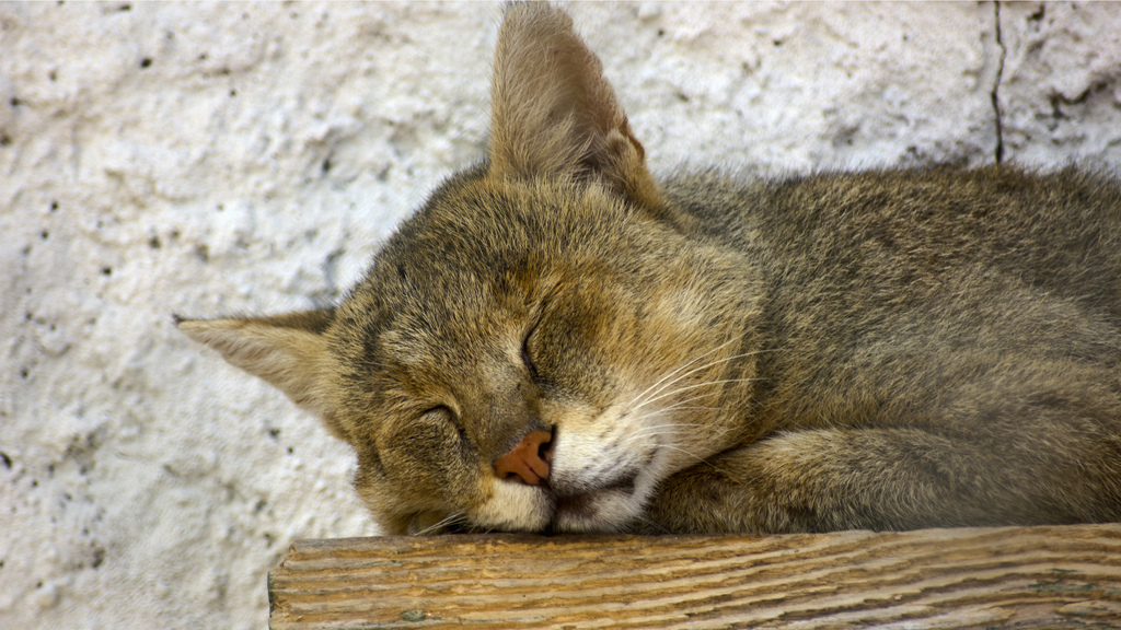 кошка спит