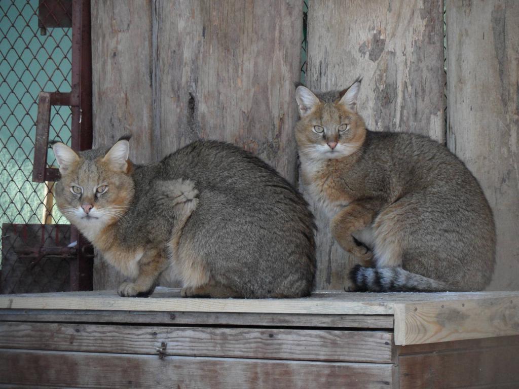 кошки в зоопарке