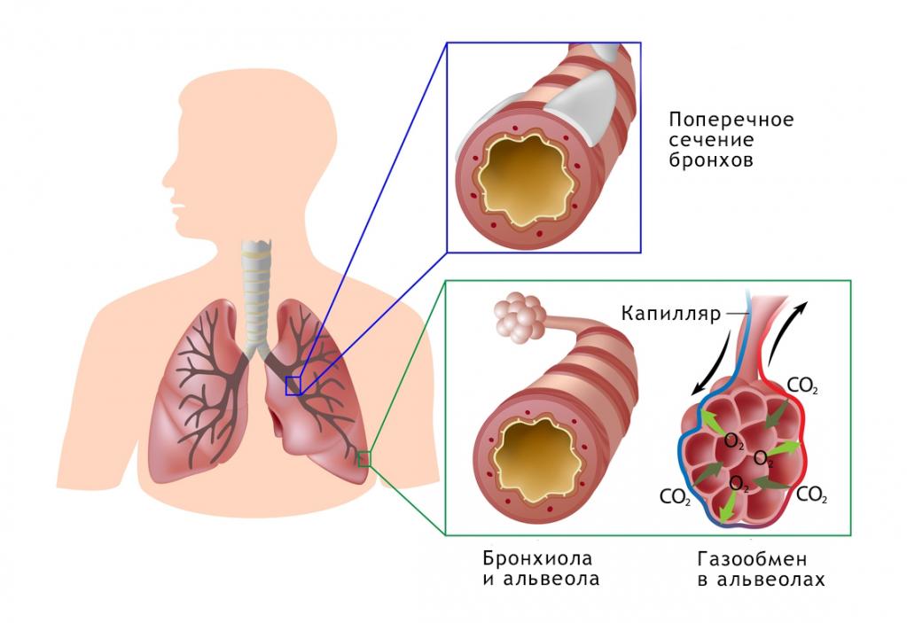 Процесс газообмена