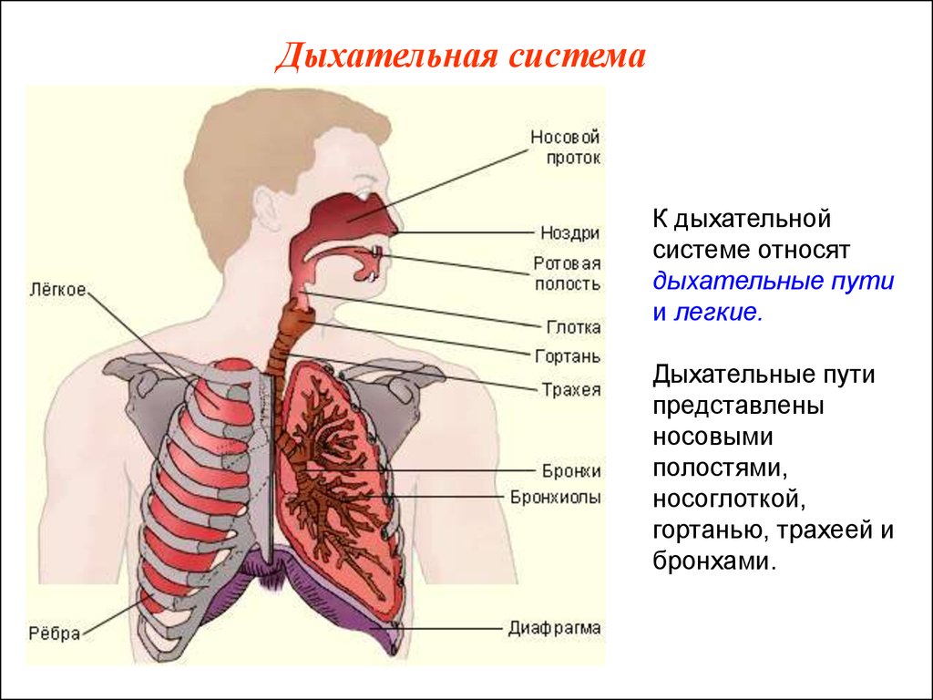 Дыхательная система