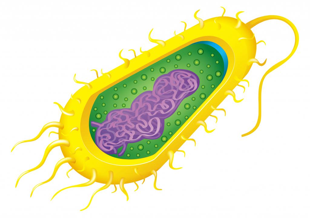 Строение бактериальной клетки