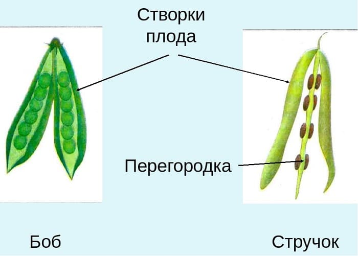 Отличие боба т стручка