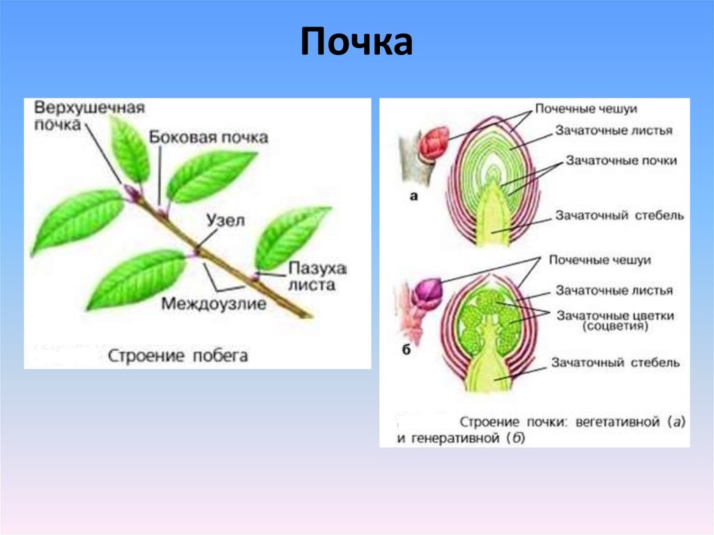 Боковые пазушные почки