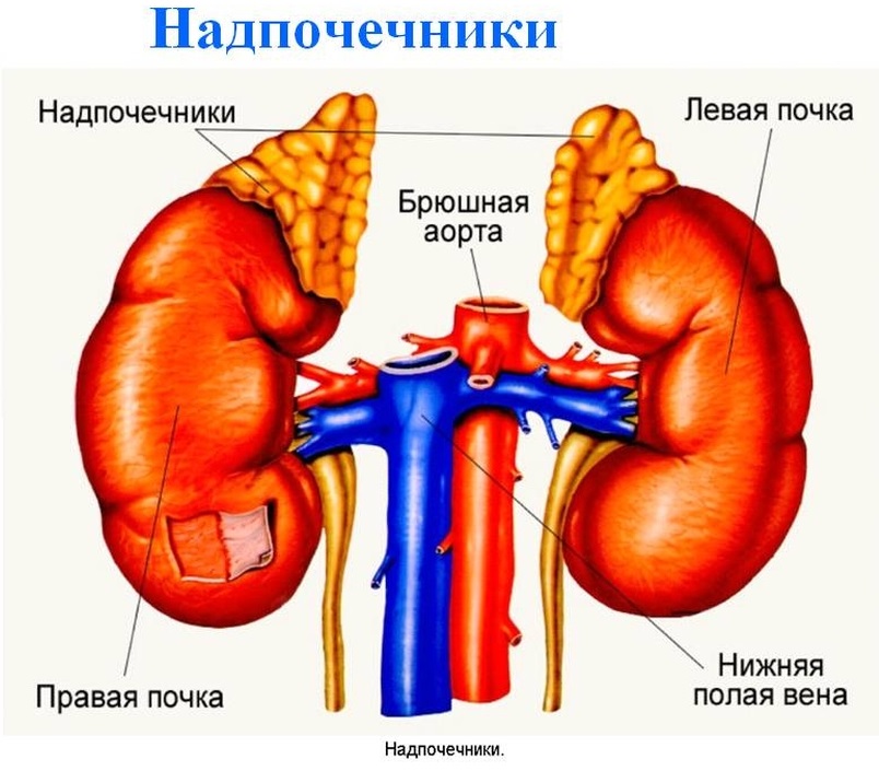 Схема строения надпочечников