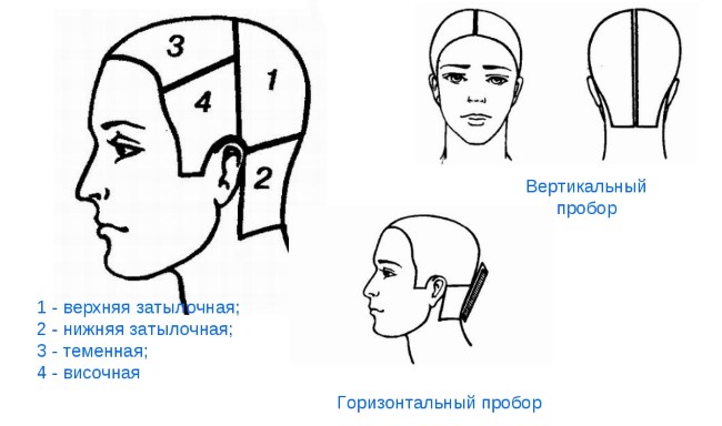 Схема участков волос