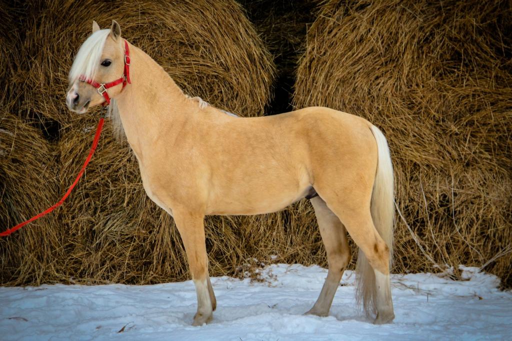 Соловая лошадь