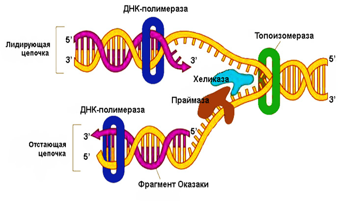 Схема репликации ДНК