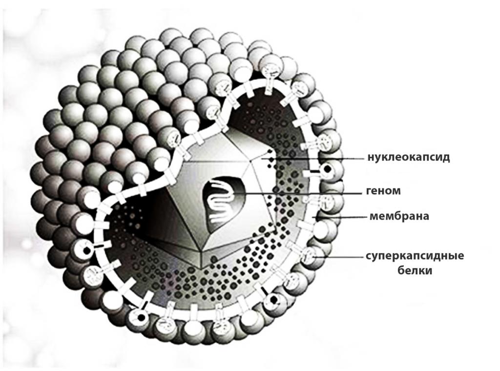строение сложного вириона