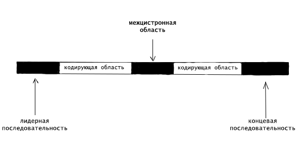 структура бактериальной матричной РНК