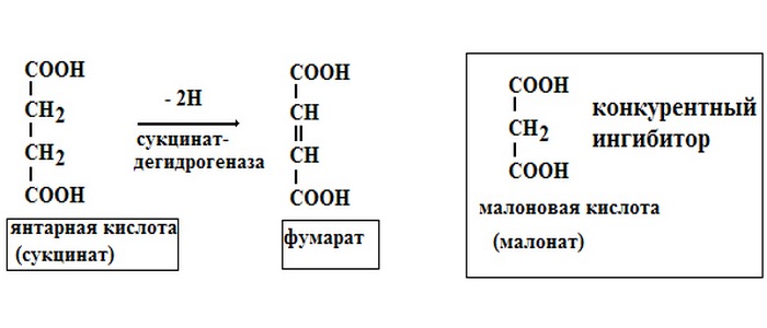 реакция окисления сукцината