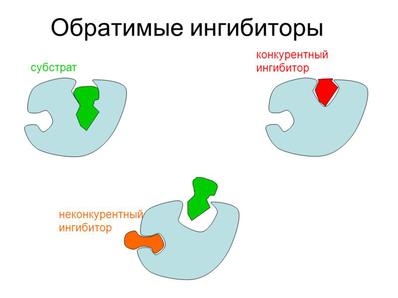 отличие конкурентного ингибирования от неконкурентного