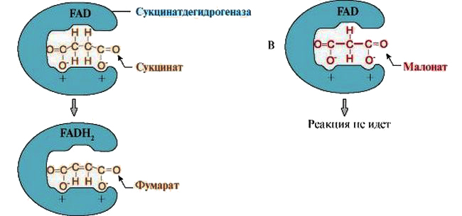 пример конкурентного ингибирования