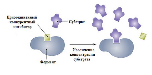 влияние концентрации субстрата на ингибирующий эффект