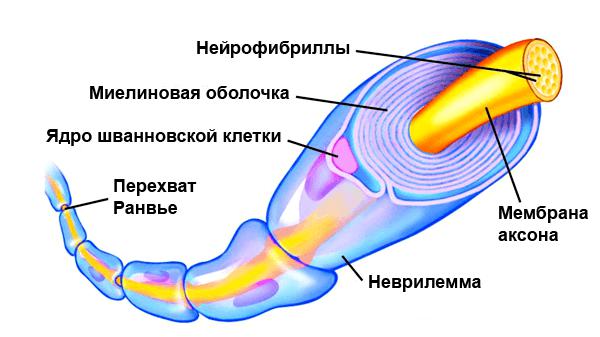 шванновская клетка находится