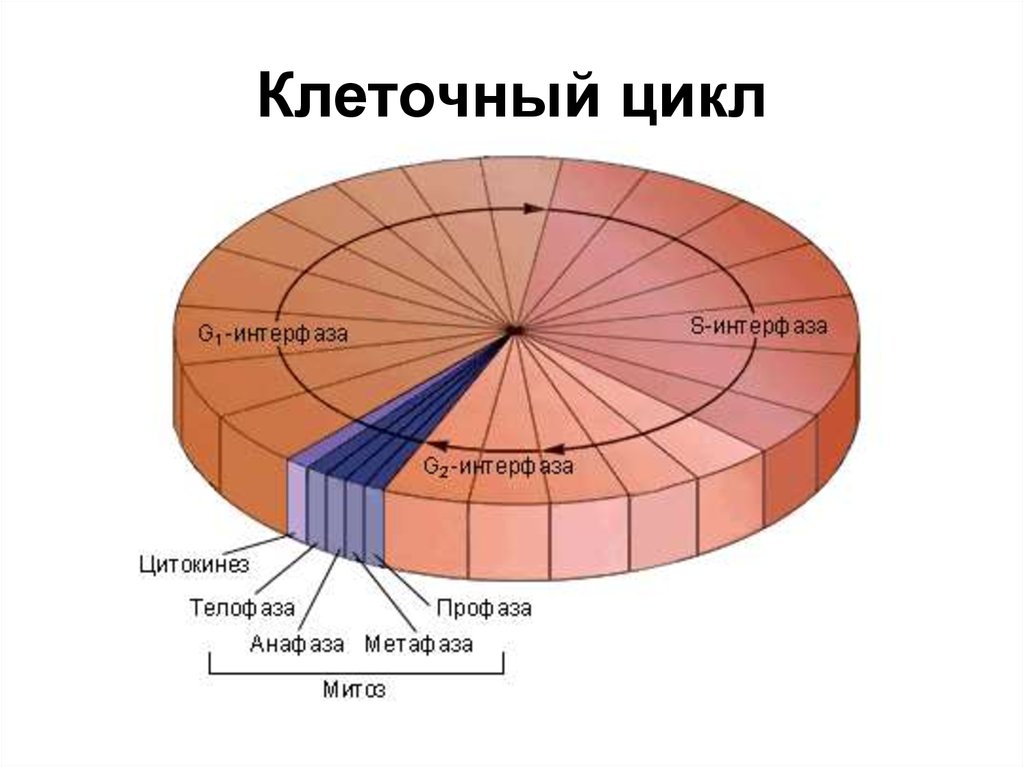 клеточный цикл