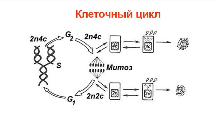 схема клеточного цикла